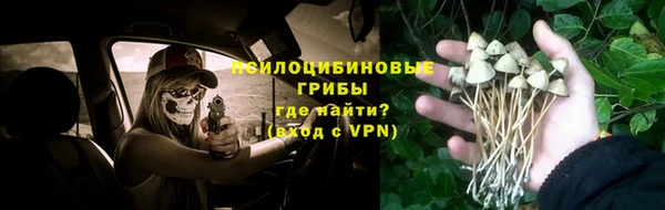 стаф Алзамай