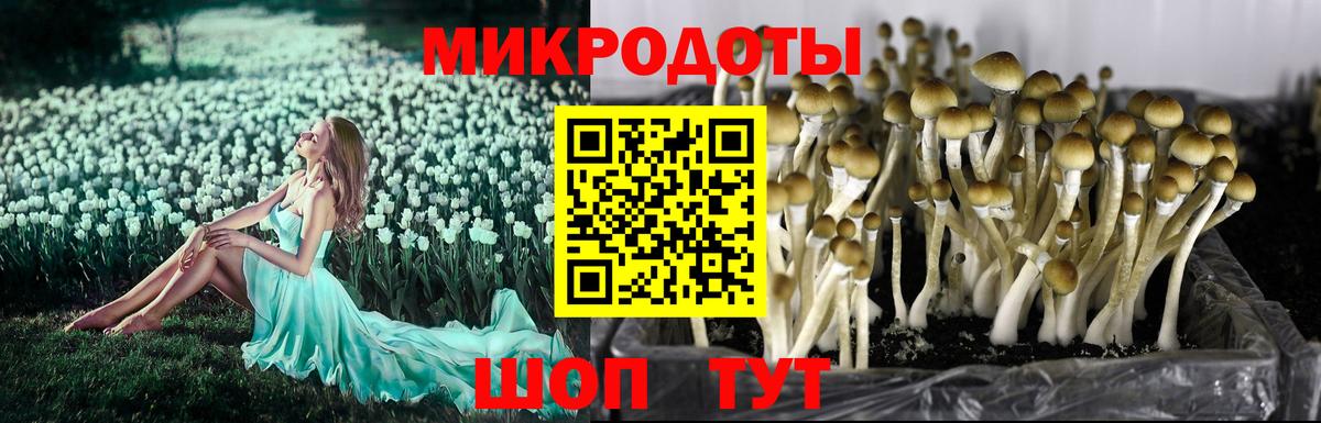 Псилоцибиновые грибы ЛСД  Вход с VPN  Ахтубинск  Псилоцибиновые грибы Psilocybe 